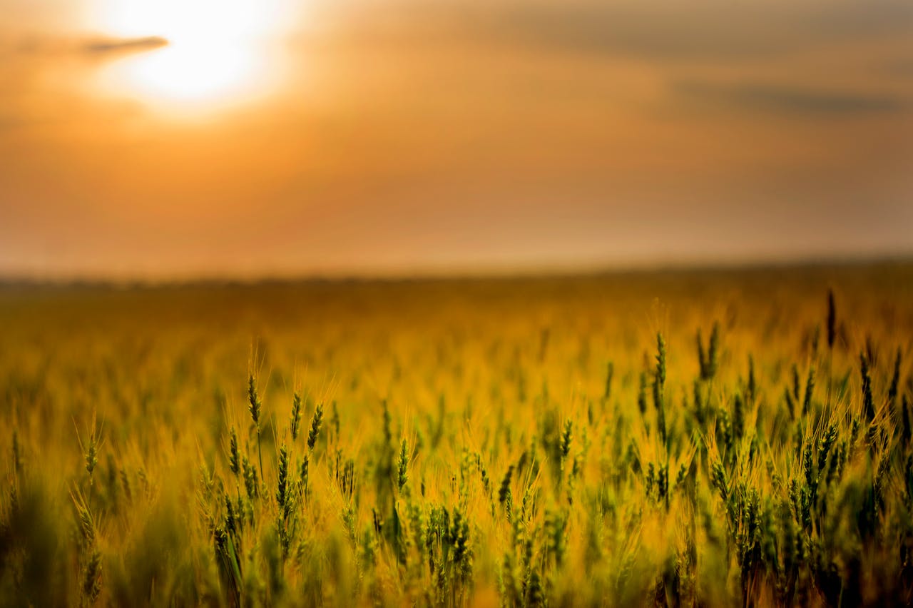 A vibrant wheat field in Ukraine at sunrise, showcasing nature's beauty and agriculture.