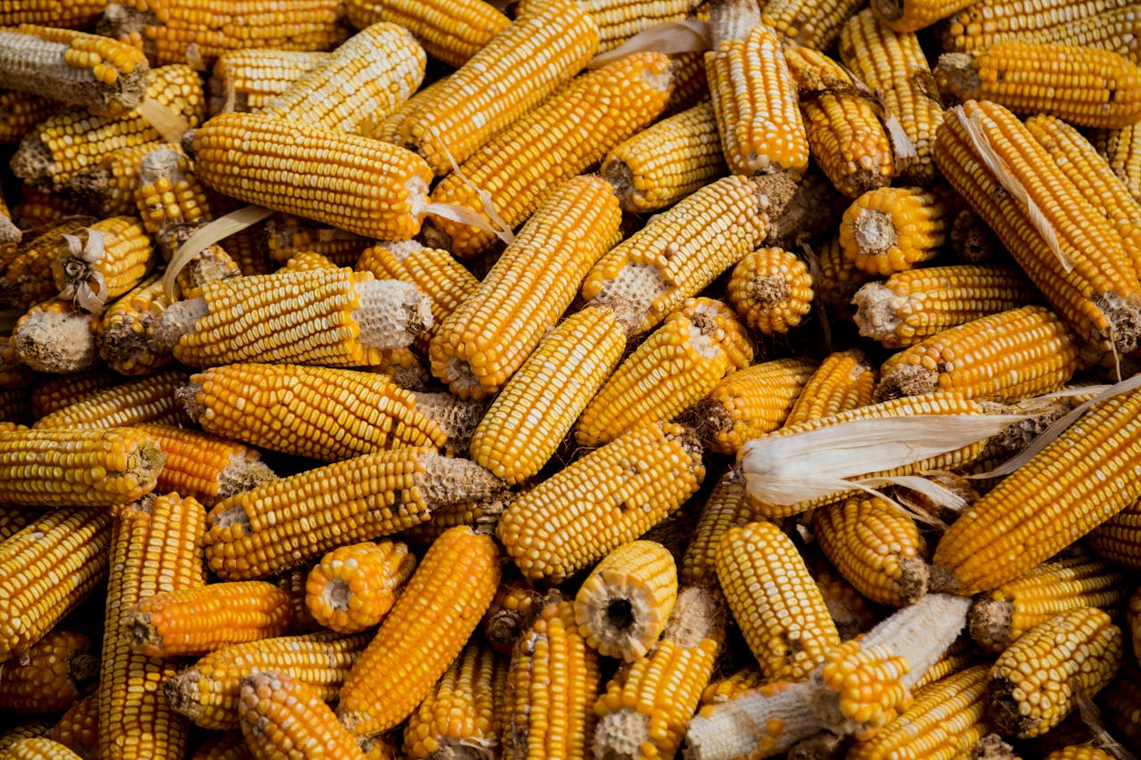 A vibrant pile of harvested yellow corn cobs in Mexico showcasing agricultural abundance.